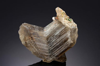 CC15578 specimen image