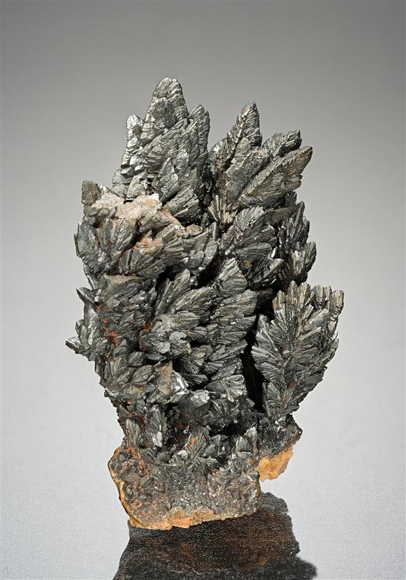 CC15623 specimen image