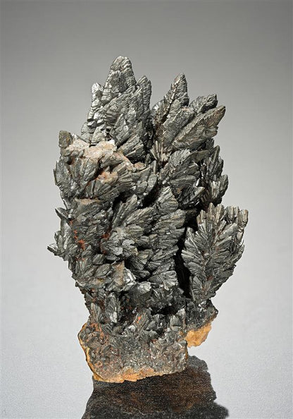 CC15623 specimen image
