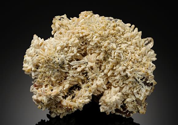 CC15721 specimen image