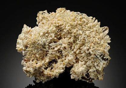 CC15721 specimen image