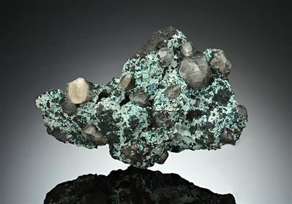 CC15736 specimen image