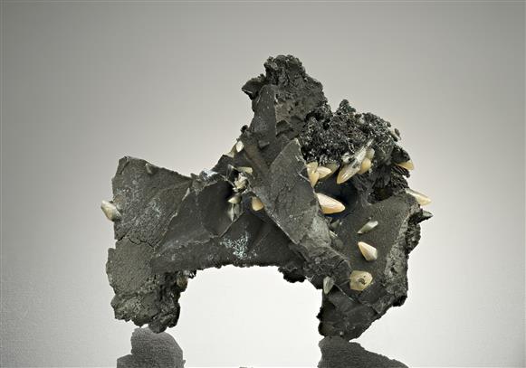 CC15838 specimen image