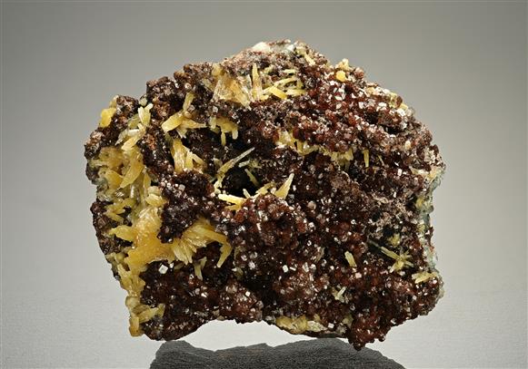 CC15846 specimen image