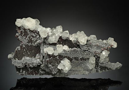 CC15857 specimen image