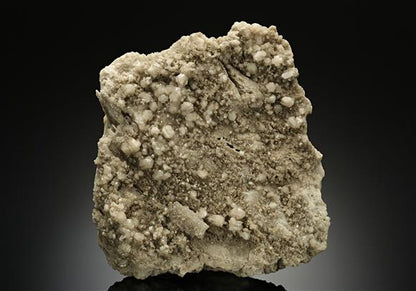 CC15888 specimen image