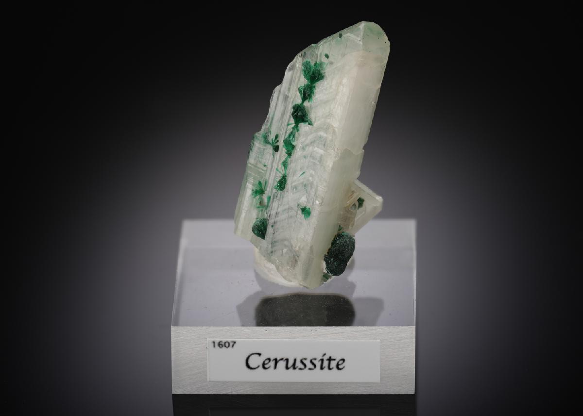 CC15943 specimen image
