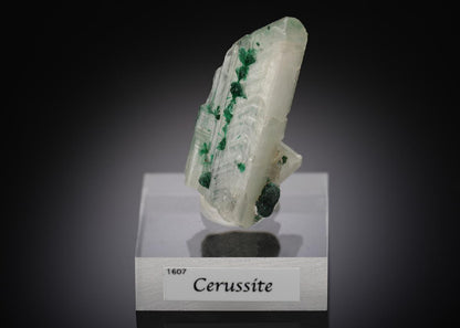 CC15943 specimen image