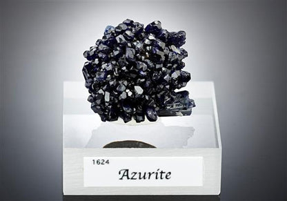 CC15977 specimen image