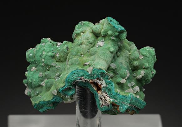 CC15978 specimen image