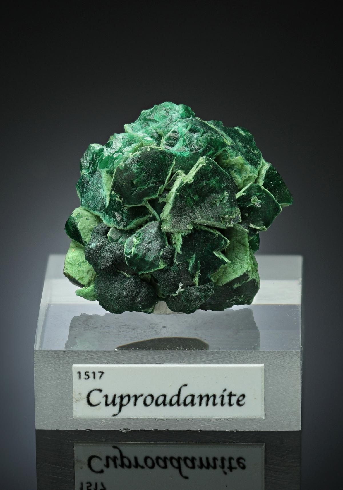 CC16026 specimen image