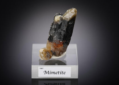 CC16042 specimen image
