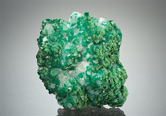 CC16077 specimen image