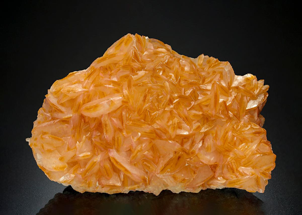 CC16115 specimen image