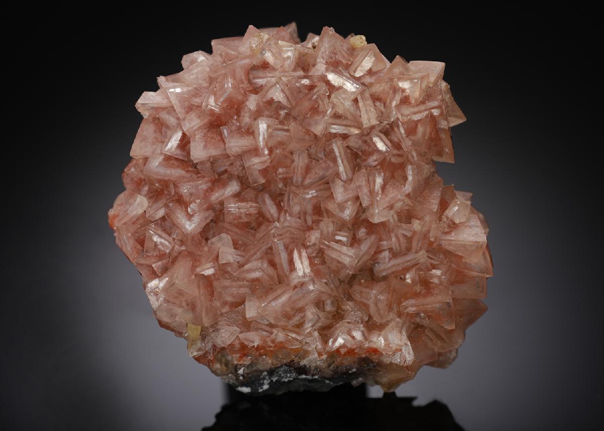 CC16124 specimen image