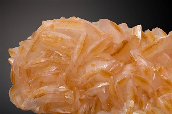 CC16139 specimen image