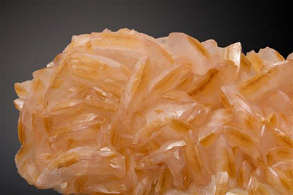 CC16139 specimen image