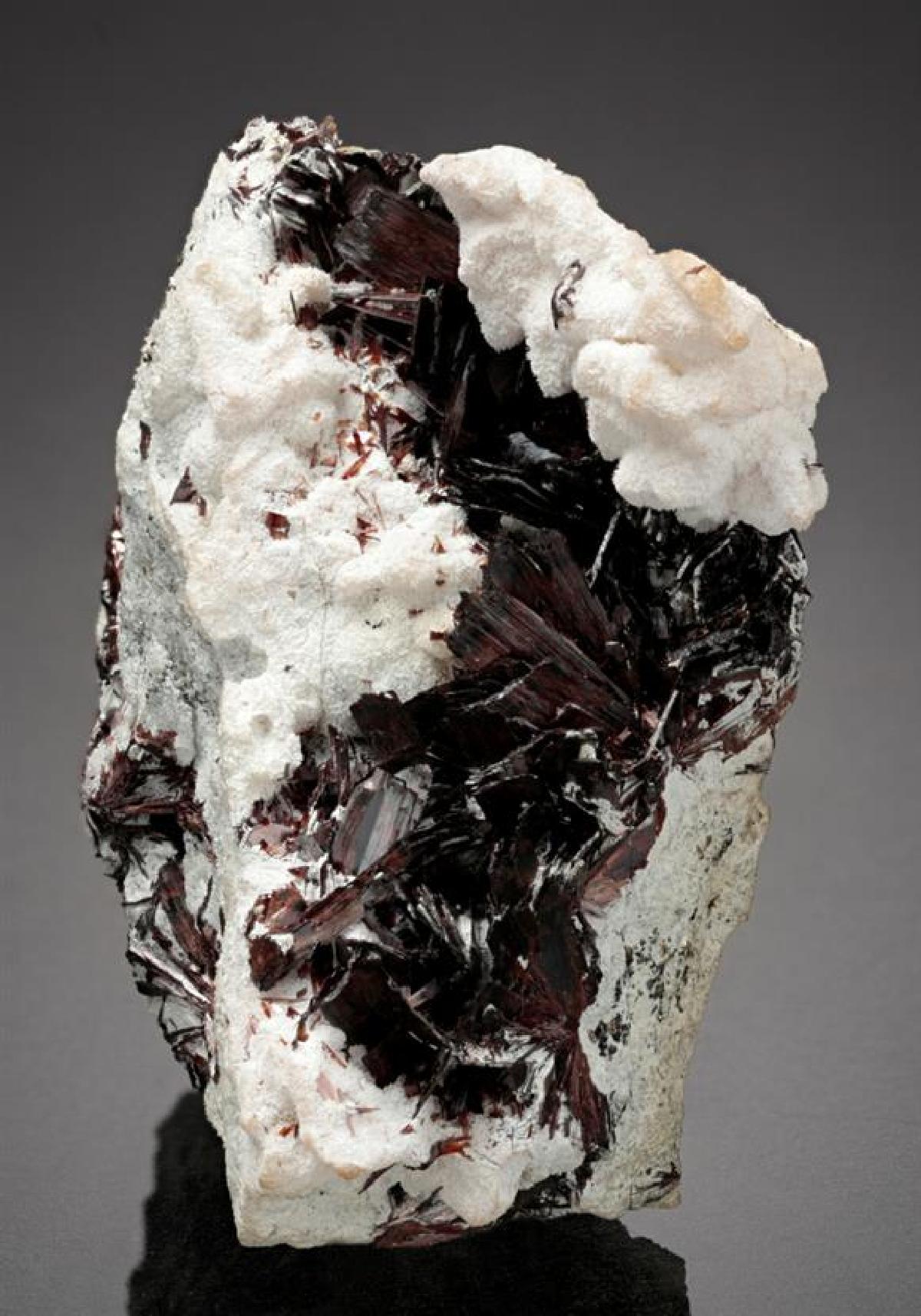 CC16353 specimen image
