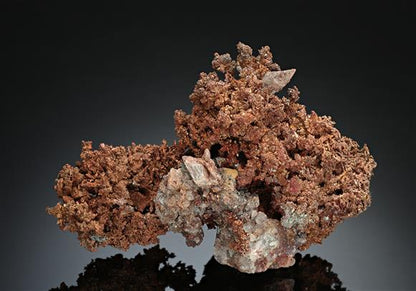 CC16368 specimen image