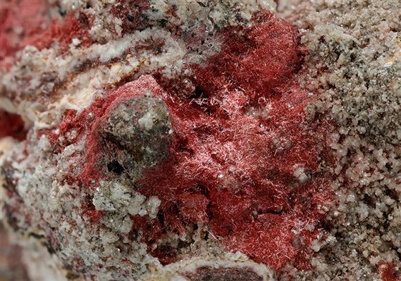 CC16373 specimen image