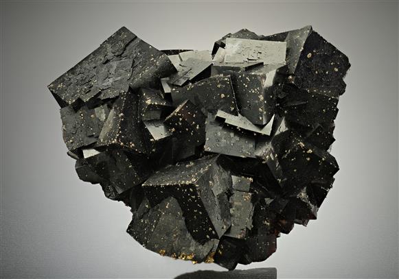 CC16375 specimen image