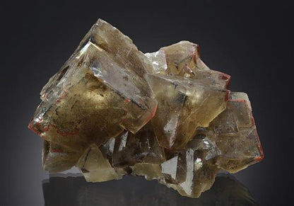 CC16376 specimen image