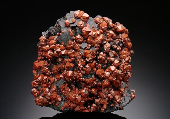 CC16436 specimen image
