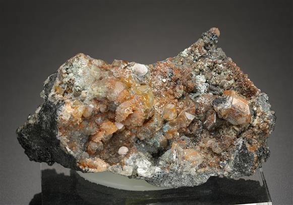 CC16448 specimen image