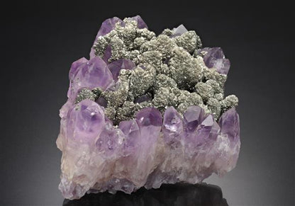 CC16484 specimen image