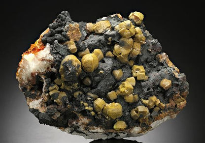 CC16491 specimen image