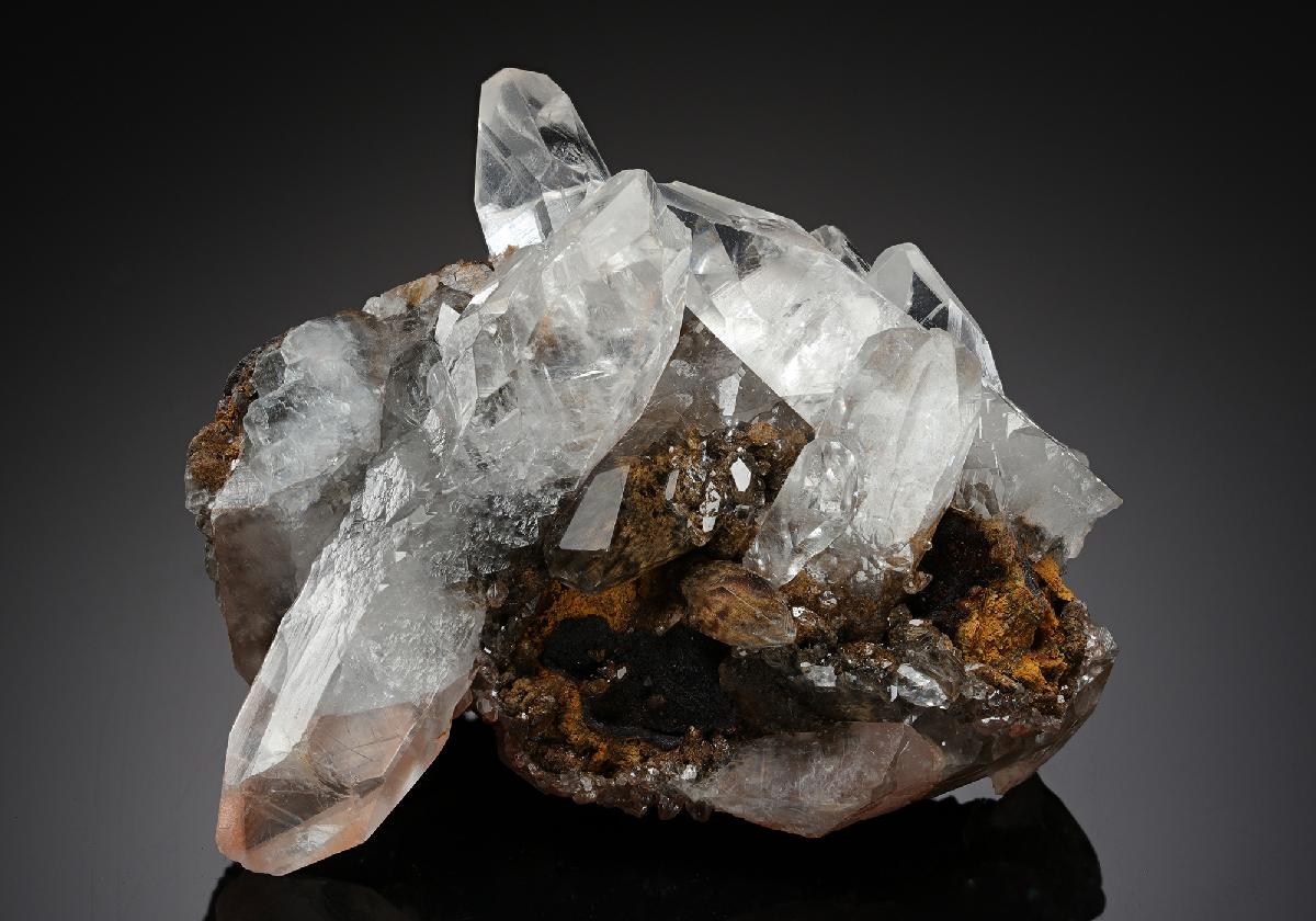 CC16504 specimen image
