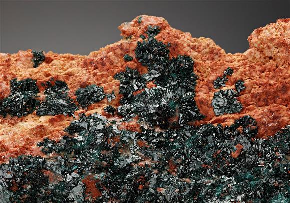 CC16548 specimen image