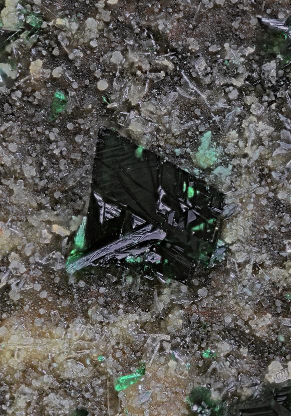 CC16551 specimen image