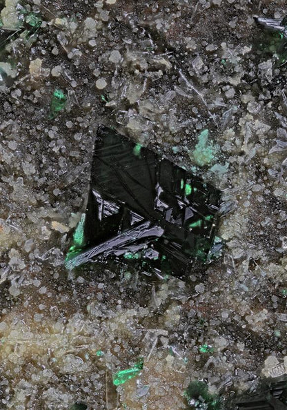 CC16551 specimen image