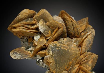 CC16559 specimen image