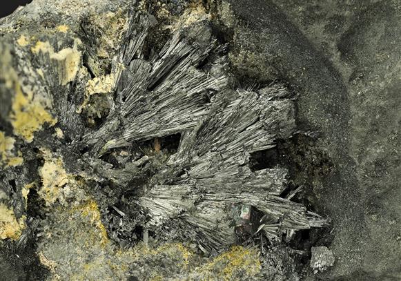 CC16568 specimen image