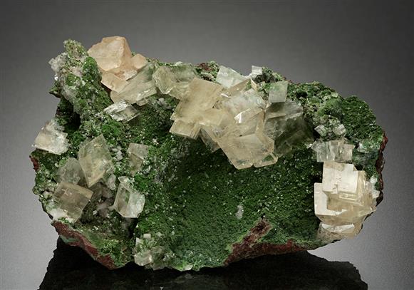 CC16579 specimen image