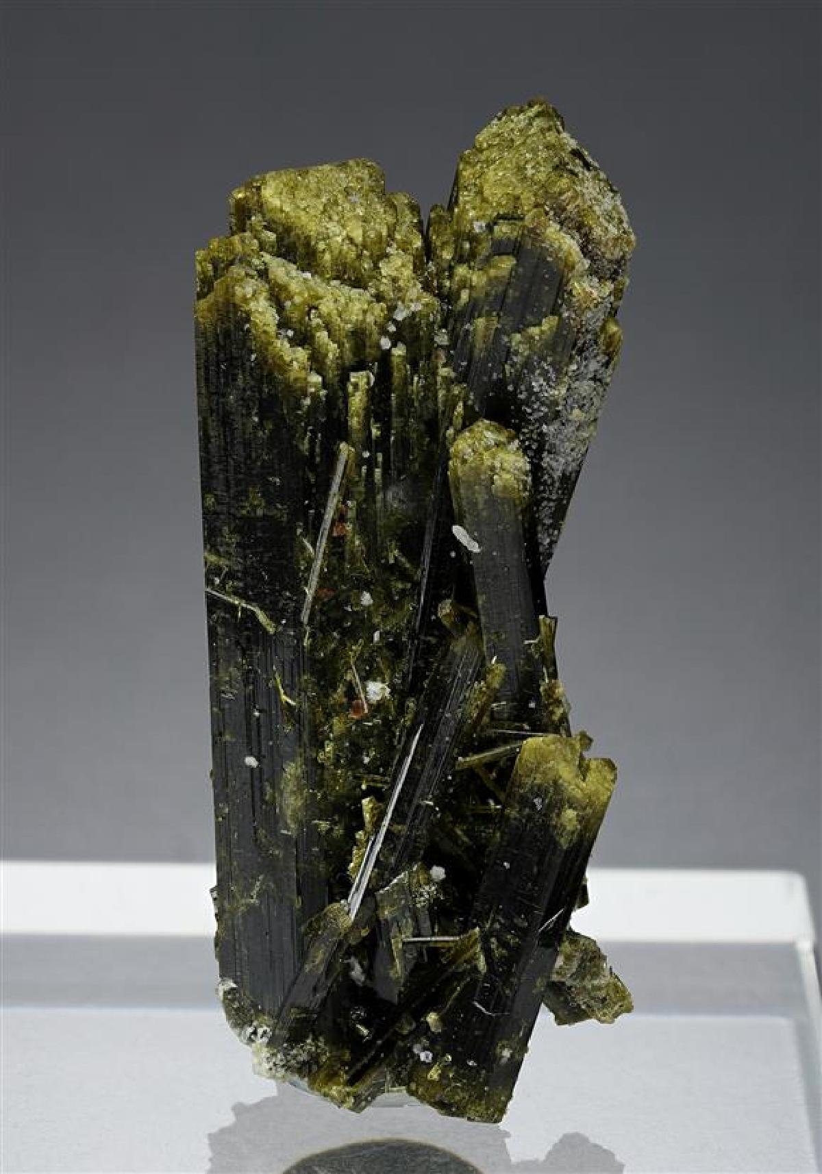 CC16695 specimen image