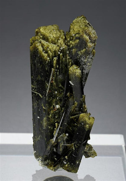 CC16695 specimen image