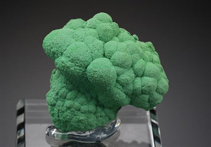 CC16702 specimen image