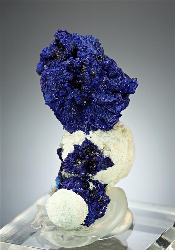 CC16704 specimen image