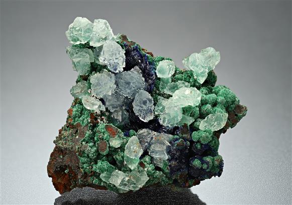 CC16736 specimen image