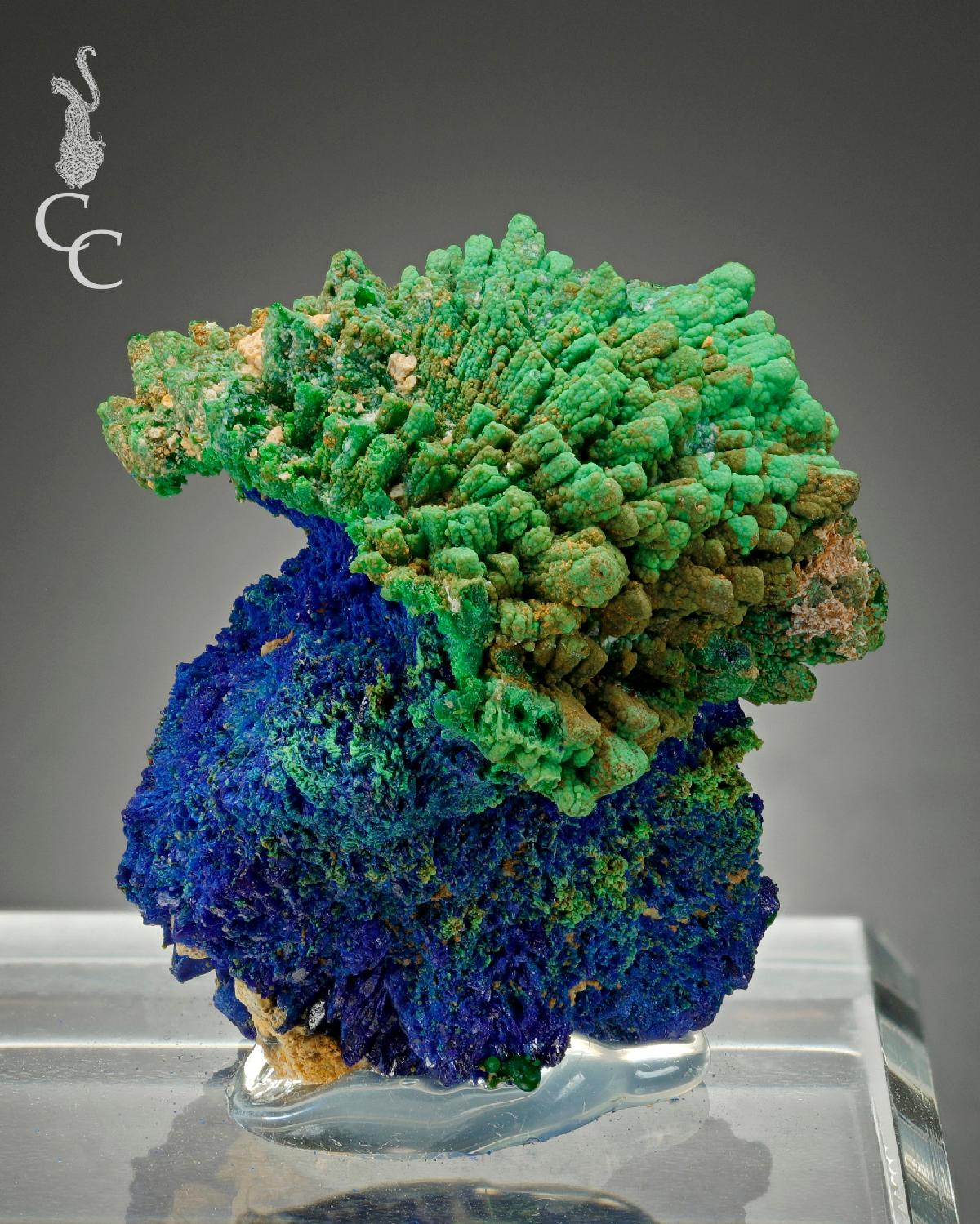 CC16753 specimen image