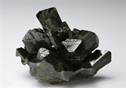 CC16773 specimen image