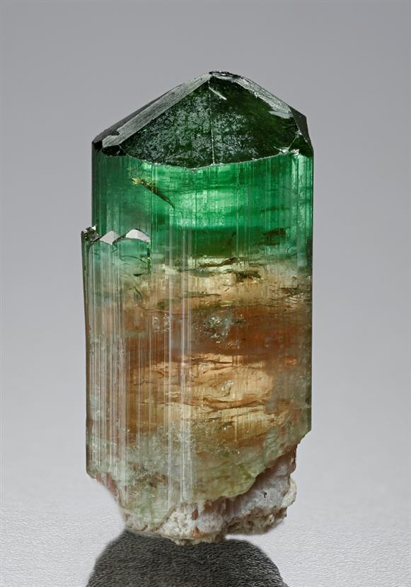 CC16787 specimen image