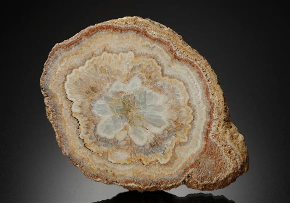 CC16816 specimen image