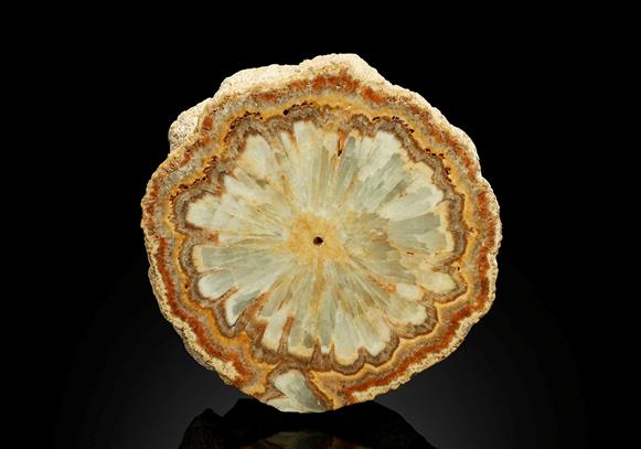 CC16819 specimen image