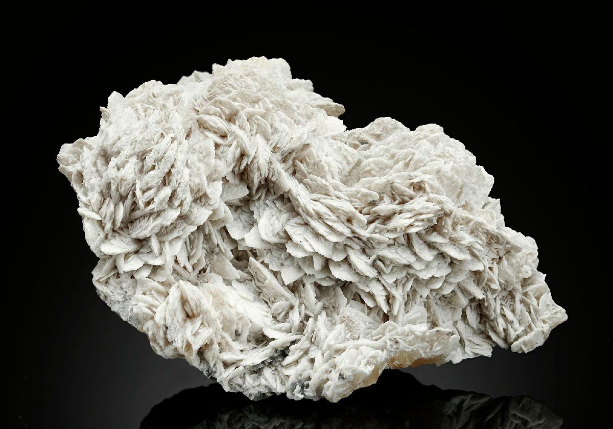 CC16823 specimen image