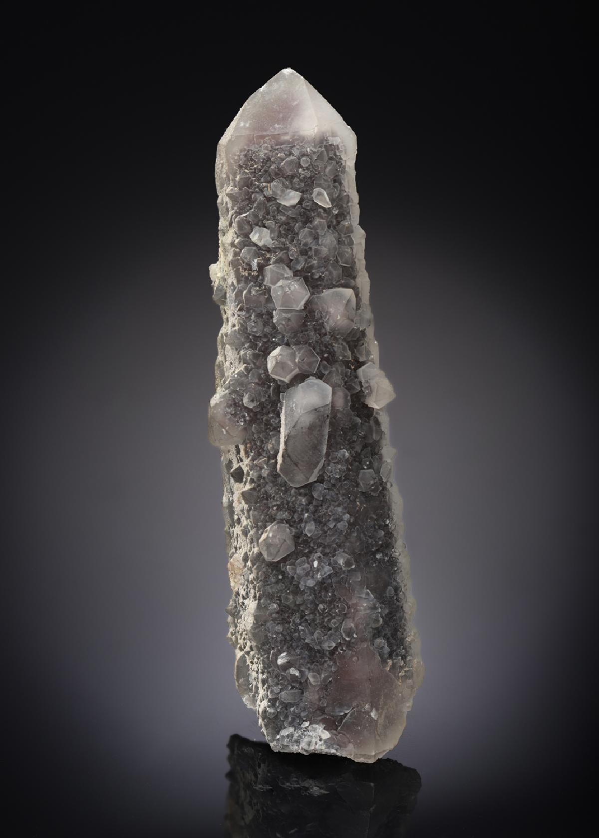 CC16857 specimen image