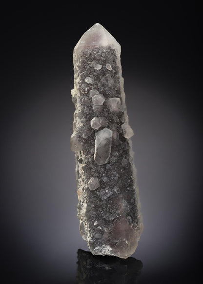 CC16857 specimen image